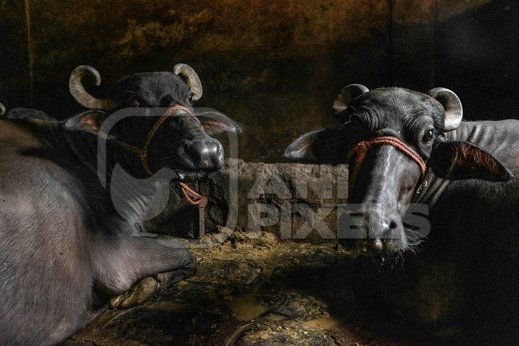 Farmed Indian buffaloes chained up in a dark underground basement in a dirty urban dairy in the city of Pune, India, 2017
