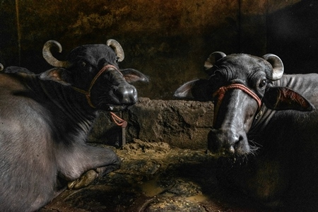 Farmed Indian buffaloes chained up in a dark underground basement in a dirty urban dairy in the city of Pune, India, 2017