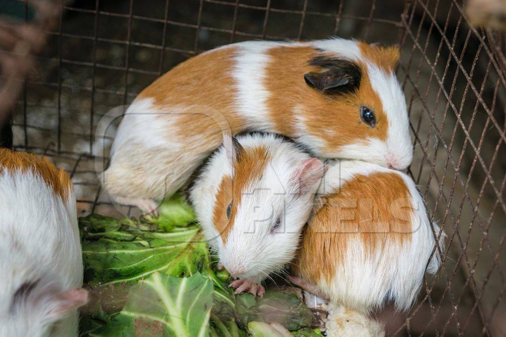Guinea pigs in a cage on sale at an exotic market in Nagaland