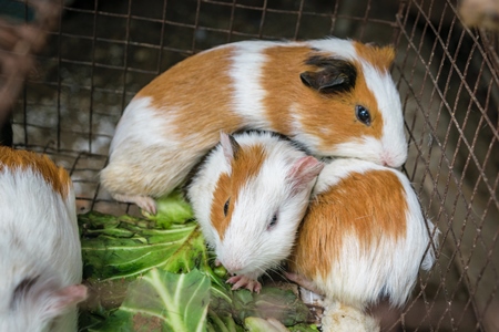 Guinea pigs in a cage on sale at an exotic market in Nagaland