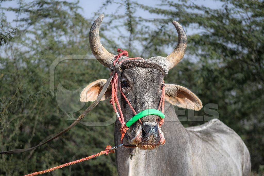 Indian bullock or bull with tight nose rope and blood in the nose and mouth at Nagaur Cattle Fair, Nagaur, Rajasthan, India, 2022
