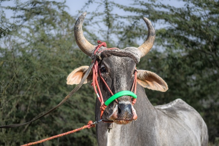 Indian bullock or bull with tight nose rope and blood in the nose and mouth at Nagaur Cattle Fair, Nagaur, Rajasthan, India, 2022