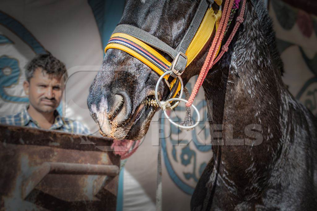 Indian horse with illegal spiked bit or thorn bit at Nagaur Cattle Fair, Nagaur, Rajasthan, India, 2022