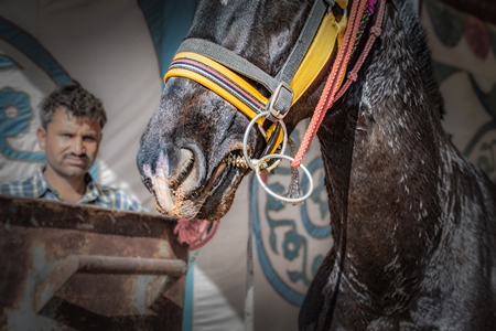 Indian horse with illegal spiked bit or thorn bit at Nagaur Cattle Fair, Nagaur, Rajasthan, India, 2022