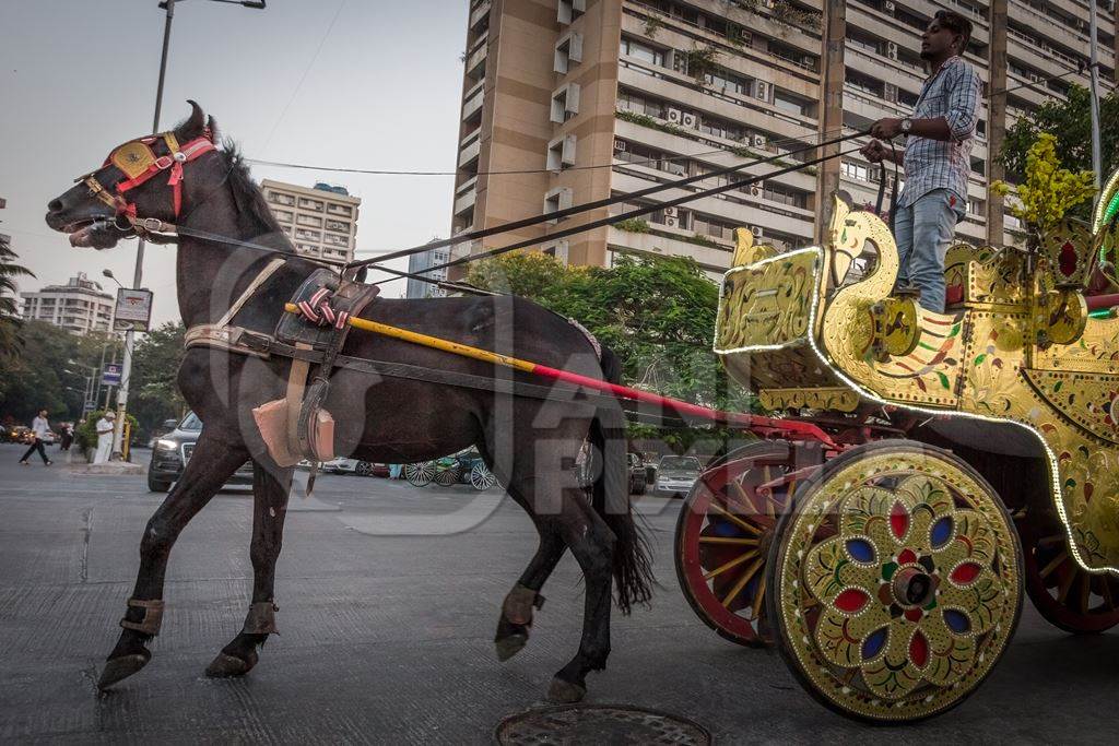 Mumbai carriage horse pulling golden Victoria carriage for tourist rides, India, 2016