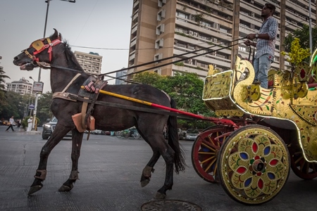 Mumbai carriage horse pulling golden Victoria carriage for tourist rides, India, 2016
