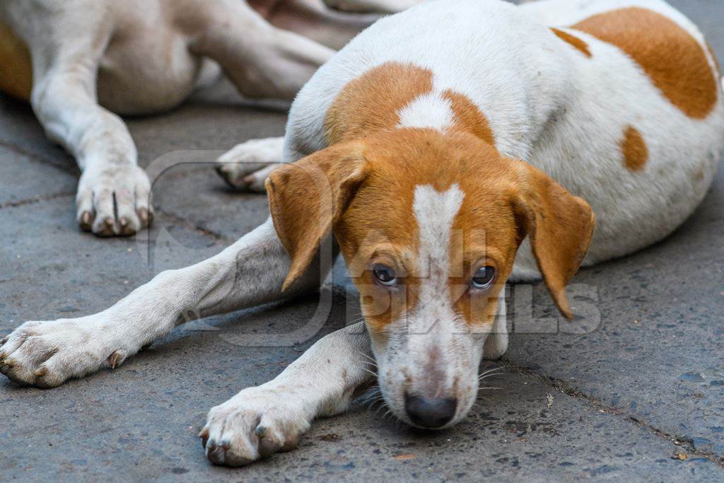 Photo or image of sad looking Indian stray or street pariah puppy dog on road in urban city of Pune, Maharashtra, India, 2021