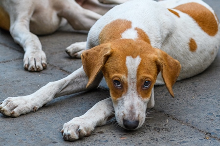 Photo or image of sad looking Indian stray or street pariah puppy dog on road in urban city of Pune, Maharashtra, India, 2021