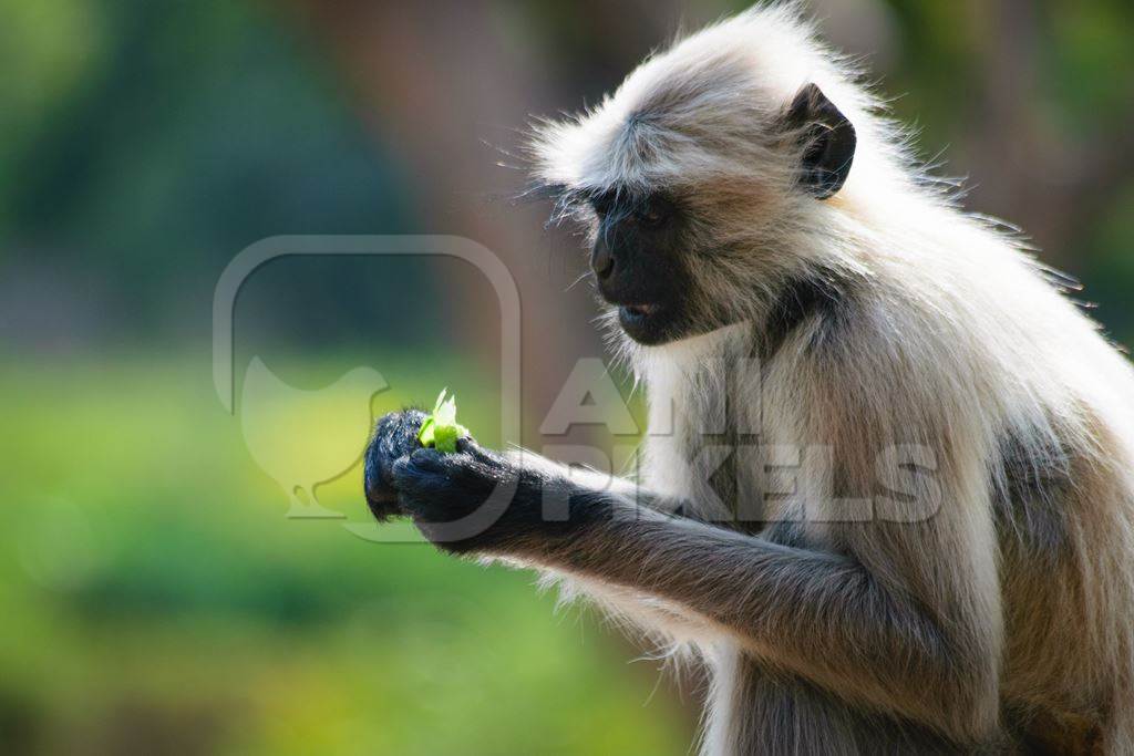 Grey langur eating leaves at Mandore garden in Jodhpur with green background