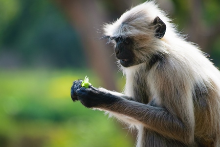 Grey langur eating leaves at Mandore garden in Jodhpur with green background