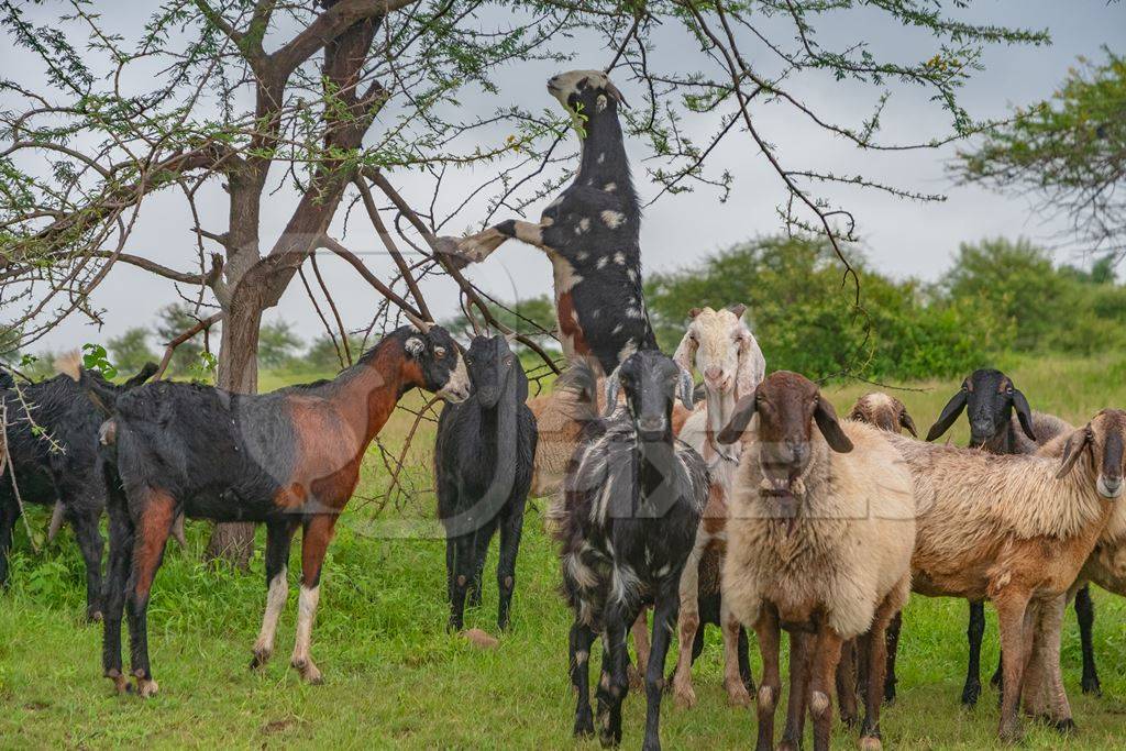 Herd of Indian goats and sheep grazing in field with one goat standing on hind legs eating branches in Maharashtra in India