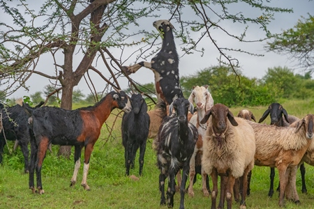 Herd of Indian goats and sheep grazing in field with one goat standing on hind legs eating branches in Maharashtra in India