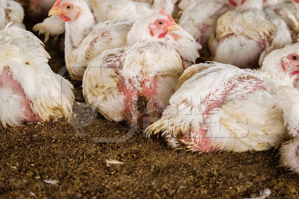 White broiler chickens raised for meat on a large poultry broiler farm in Maharashtra in India