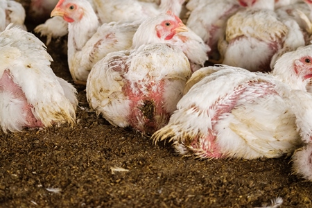 White broiler chickens raised for meat on a large poultry broiler farm in Maharashtra in India