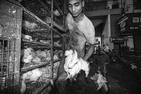 Broiler chickens raised for meat being unloaded from transport trucks near Crawford meat market in Mumbai