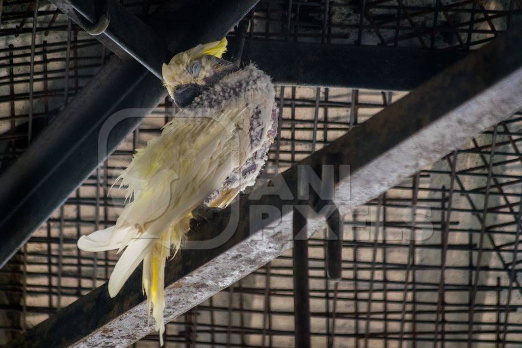 Cockatoo bird with missing feathers in Sanjay Gandhi Jaivik Udyan zoo