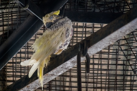 Cockatoo bird with missing feathers in Sanjay Gandhi Jaivik Udyan zoo