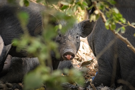 Indian feral pig on wasteland next to a garbage dump in a city in Maharashtra, India, 2022