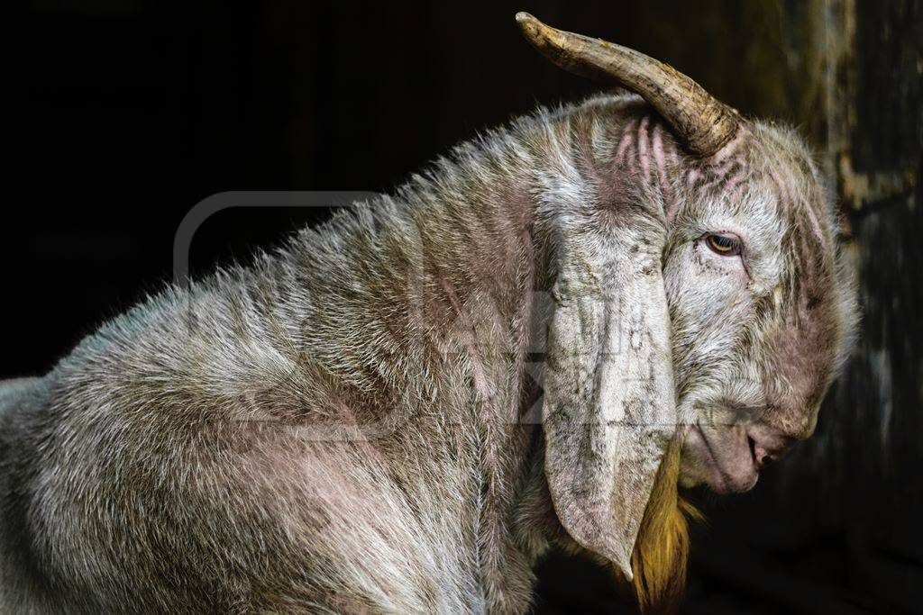 Large old goat in a doorway outside mutton shops in an urban city