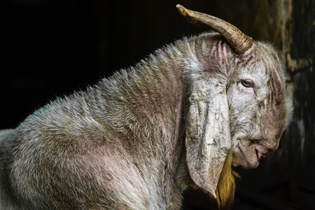 Large old goat in a doorway outside mutton shops in an urban city