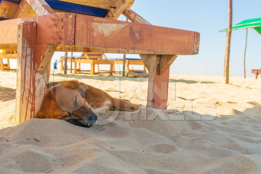 Photo of Indian street or stray dog sleeping on beach in Goa in India