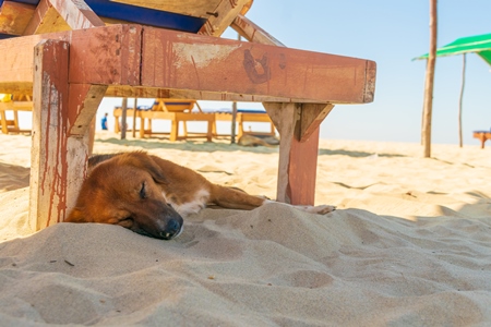 Photo of Indian street or stray dog sleeping on beach in Goa in India