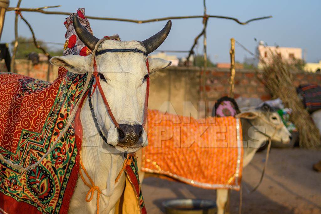 Indian cows or bullocks with blankets at Nagaur Cattle Fair, Nagaur, Rajasthan, India, 2022