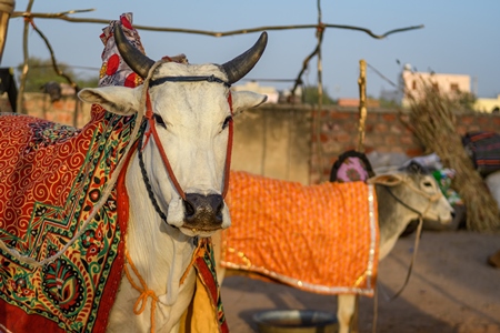 Indian cows or bullocks with blankets at Nagaur Cattle Fair, Nagaur, Rajasthan, India, 2022