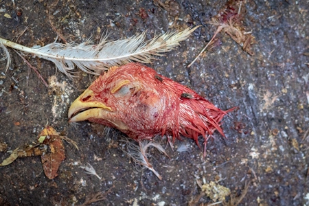 Head of dead chicken on the ground with blood outside a chicken shop in the city of Pune, India