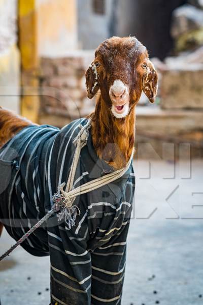 Indian goat wearing a sweater tied up in the street in the urban city of Jaipur, India, 2022