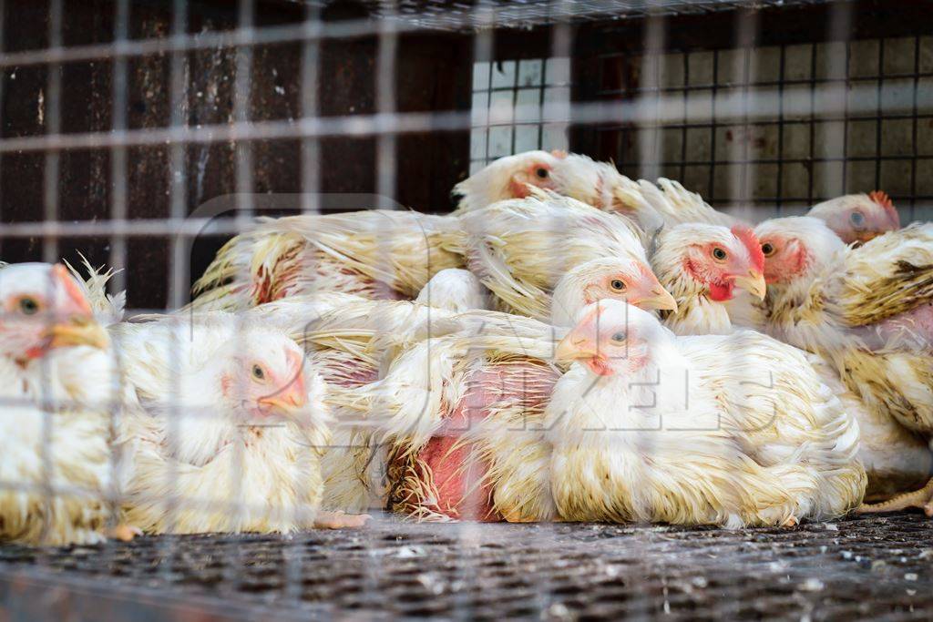 Broiler chickens packed into a cage at a chicken shop