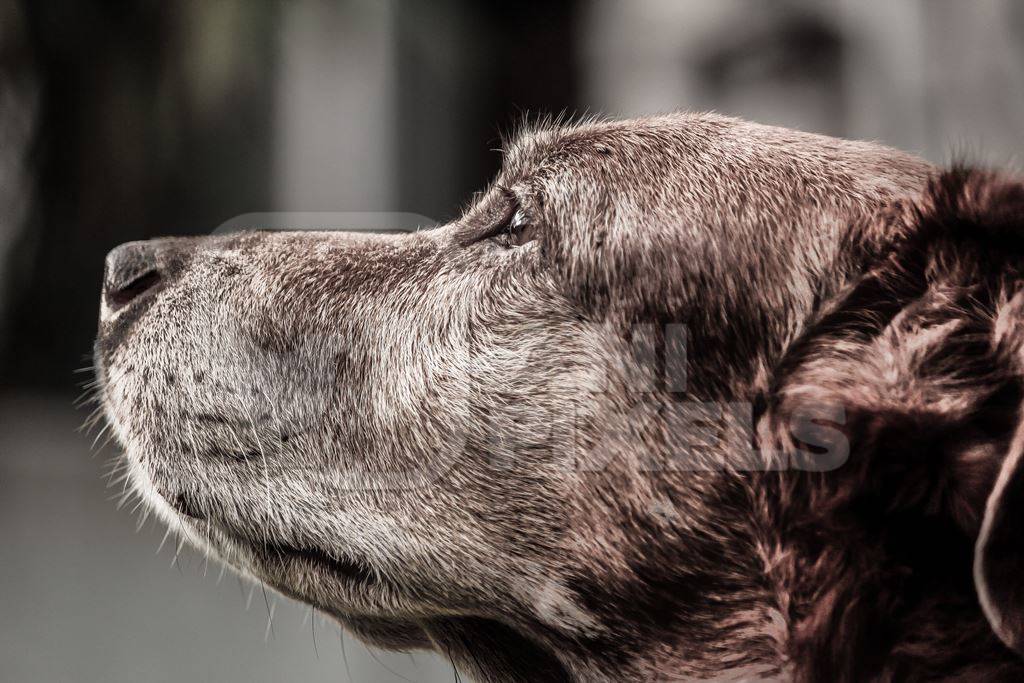 Side view of old street brown dog with grey muzzle