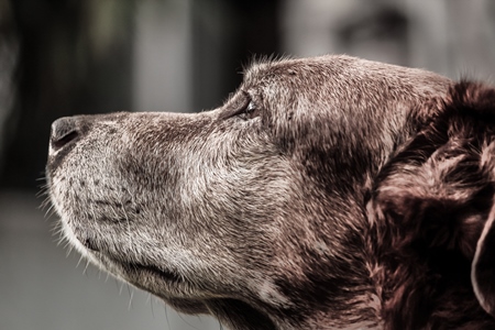 Side view of old street brown dog with grey muzzle