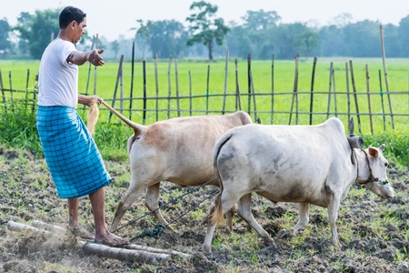 Two working bullocks in harness pulling plough through field with farmer