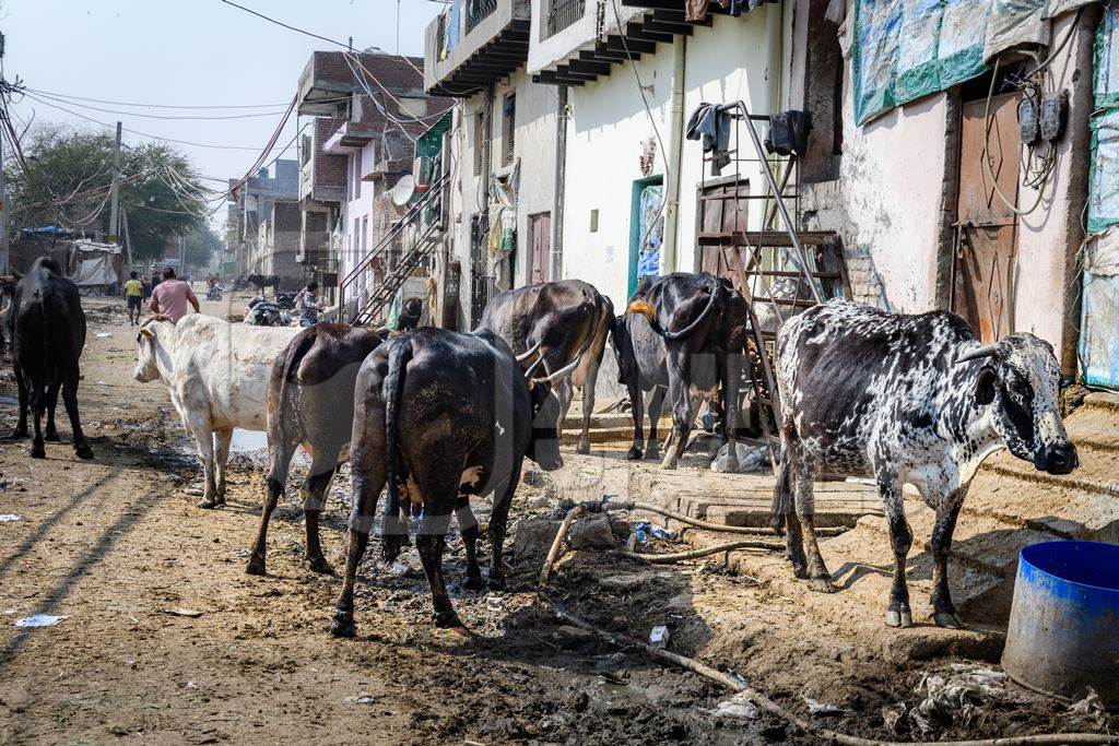 Indian dairy cows in the street outside an urban tabela, Ghazipur Dairy Farm, Delhi, India, 2022
