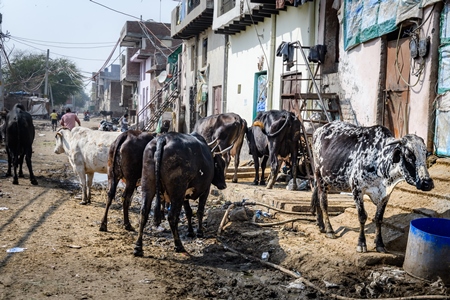 Indian dairy cows in the street outside an urban tabela, Ghazipur Dairy Farm, Delhi, India, 2022