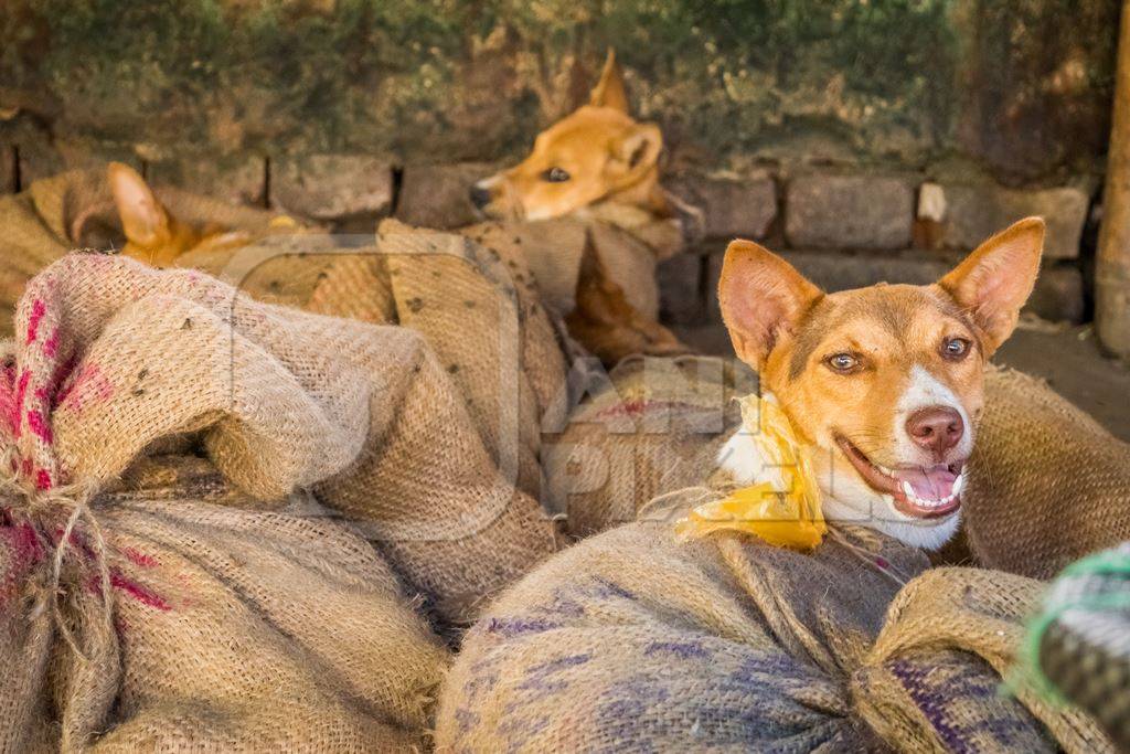 Dogs tied up in sacks on sale for meat at dog market