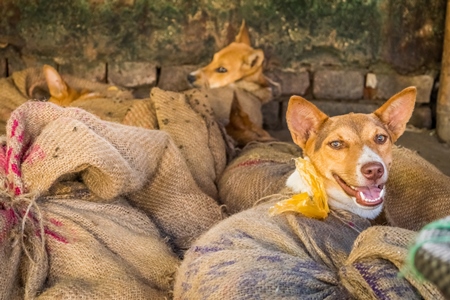 Dogs tied up in sacks on sale for meat at dog market