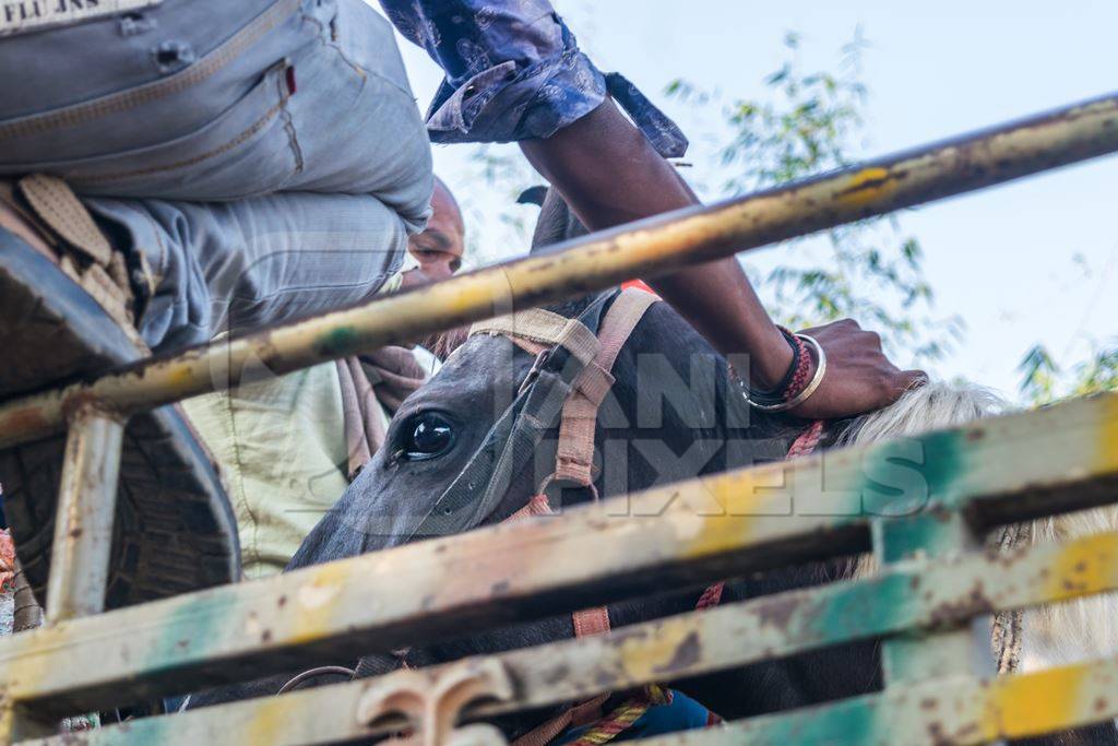 Black horse in a truck at Sonepur cattle fair