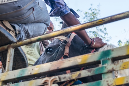 Black horse in a truck at Sonepur cattle fair