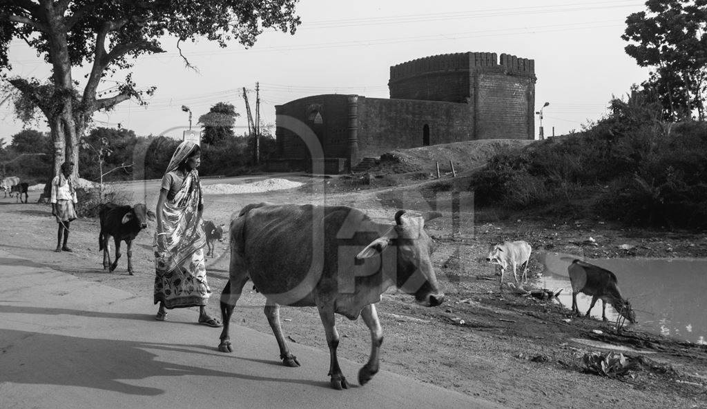 Woman walking with cows along road in rural countryside in black and white