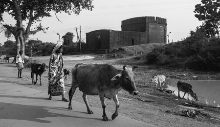 Woman walking with cows along road in rural countryside in black and white