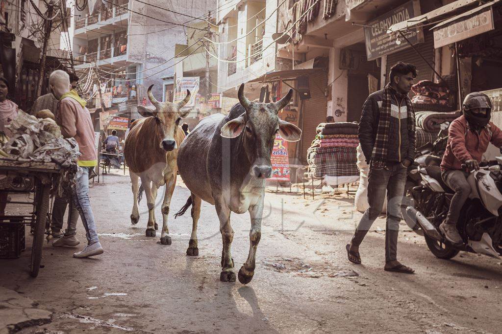 Indian street or stray cows or bullocks in the street, Ghazipur, Delhi, India, 2022