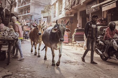 Indian street or stray cows or bullocks in the street, Ghazipur, Delhi, India, 2022