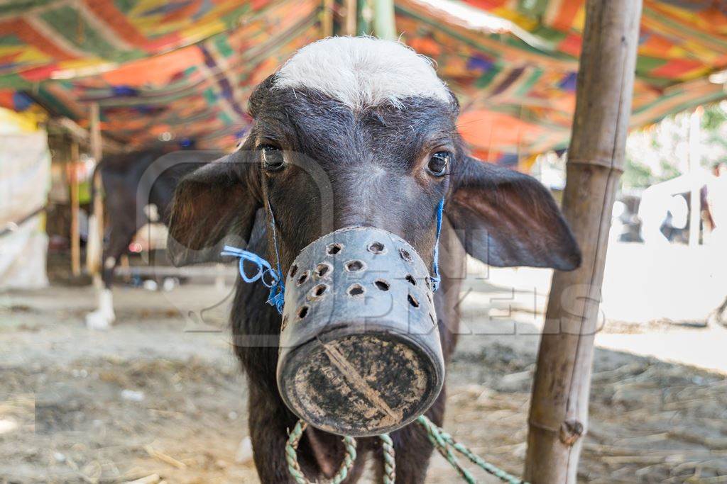 Small baby Indian buffalo calf with mouthblock on to prevent calf suckling, India