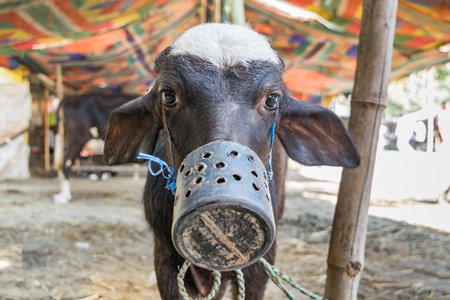 Small baby Indian buffalo calf with mouthblock on to prevent calf suckling, India