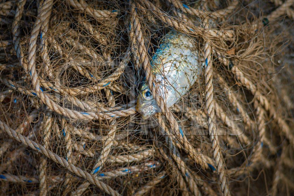 Indian marine ocean fish gasping and suffocating while trapped or caught in tangled fishing nets on the beach in Maharashtra, India