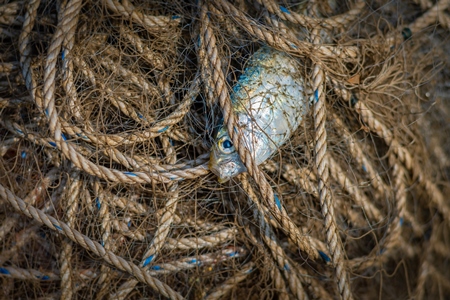 Indian marine ocean fish gasping and suffocating while trapped or caught in tangled fishing nets on the beach in Maharashtra, India