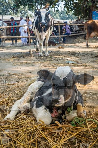 Mother dairy cow tied up in background bellowing for sad baby calf at Sonepur cattle fair in Bihar
