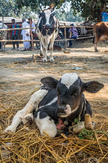 Mother dairy cow tied up in background bellowing for sad baby calf at Sonepur cattle fair in Bihar